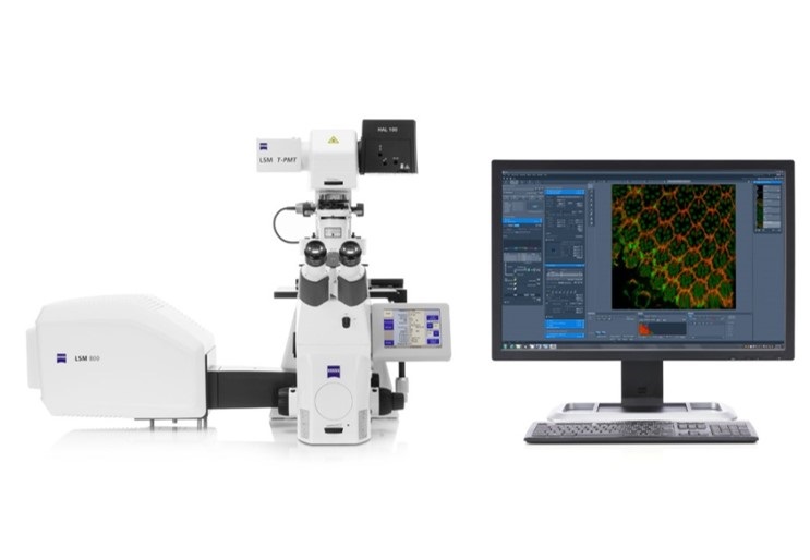 高分辨激光共聚焦显微镜（LSM 880 with AiryScan）